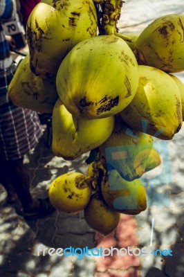 Picked Bunch Of Coconuts Stock Photo