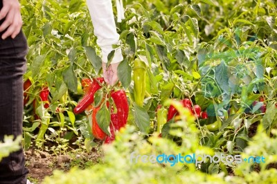 Picking Peppers Stock Photo