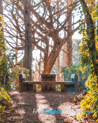 Picnic Table In The Middle Of A Forest Stock Photo