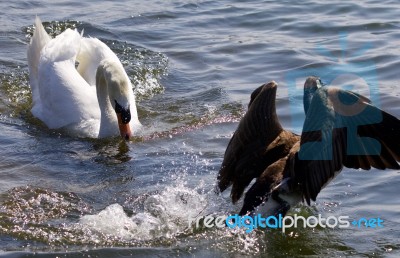 Picture Of The Swan Chasing The Canada Goose Stock Photo