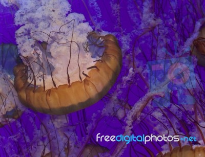 Picture With A Beautiful Deadly Jellyfish Swimming Stock Photo