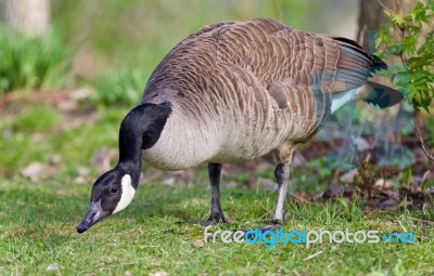 Picture With A Canada Goose Cleaning Feathers Stock Photo