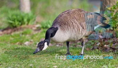 Picture With A Canada Goose Cleaning Feathers Stock Photo