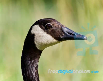 Picture With A Canada Goose Looking In The Camera Stock Photo