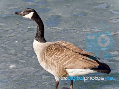 Picture With A Canada Goose Standing On Ice Stock Photo