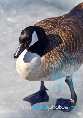 Picture With A Canada Goose Standing On Ice Stock Photo