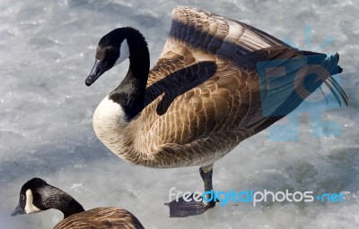 Picture With A Canada Goose Standing On Ice Stock Photo