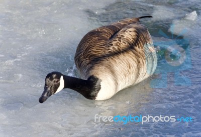 Picture With A Canada Goose Walking On Ice Stock Photo