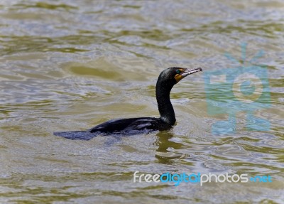 Picture With A Cormorant Swimming In Lake Stock Photo