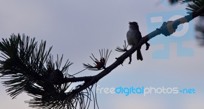 Picture With A Cute Bird Singing While Sitting Stock Photo