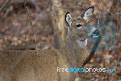 Picture With A Cute Deer In The Forest Stock Photo