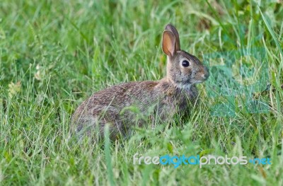 Picture With A Cute Rabbit Sitting In The Grass Stock Photo