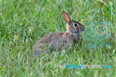 Picture With A Cute Rabbit Sitting In The Grass Stock Photo