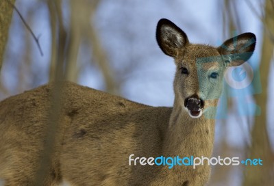 Picture With A Cute Young Wild Deer Stock Photo