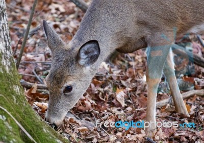 Picture With A Deer Eating Something Stock Photo