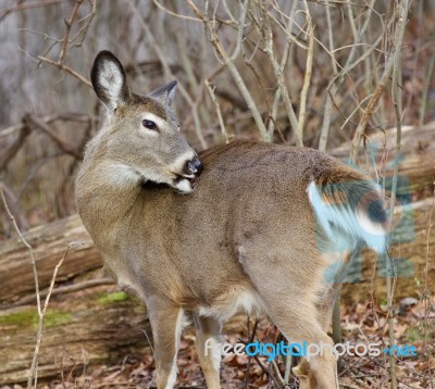 Picture With A Deer In The Forest Stock Photo