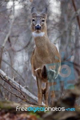 Picture With A Deer Looking Straight Stock Photo