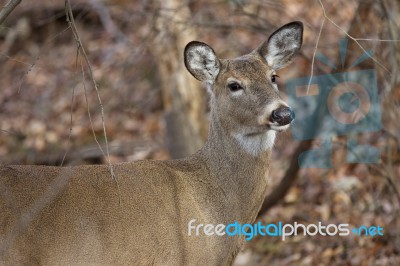 Picture With A Deer Slanting To The Camera Stock Photo