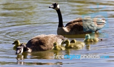 Picture With A Family Of Canada Geese Swimming Stock Photo