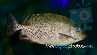 Picture With A Fish Looking In Camera In The Sea Stock Photo