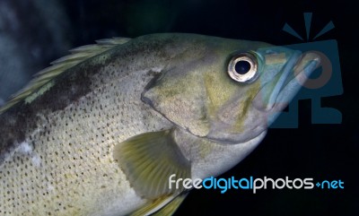 Picture With A Fish Looking In Camera In The Sea Stock Photo