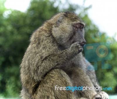 Picture With A Funny Baboon Looking Aside Stock Photo