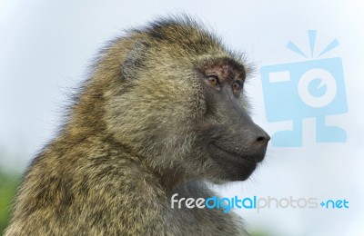 Picture With A Funny Baboon Looking Aside Stock Photo