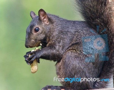 Picture With A Funny Black Squirrel Eating Nuts Stock Photo