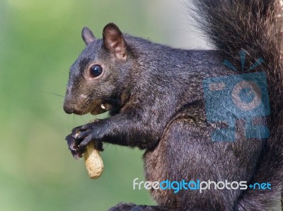 Picture With A Funny Black Squirrel Eating Nuts Stock Photo