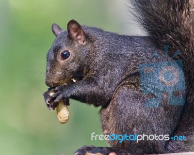 Picture With A Funny Black Squirrel Eating Nuts Stock Photo