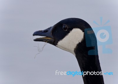 Picture With A Funny Canada Goose Screaming Stock Photo