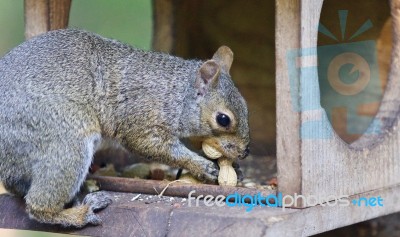 Picture With A Funny Squirrel Eating Nuts Stock Photo