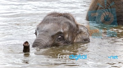 Picture With A Funny Young Elephant Swimming Stock Photo