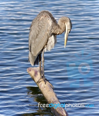 Picture With A Great Blue Heron Cleaning Feathers Stock Photo