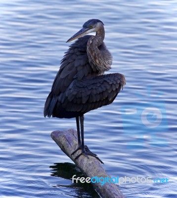 Picture With A Great Blue Heron Cleaning Feathers Stock Photo