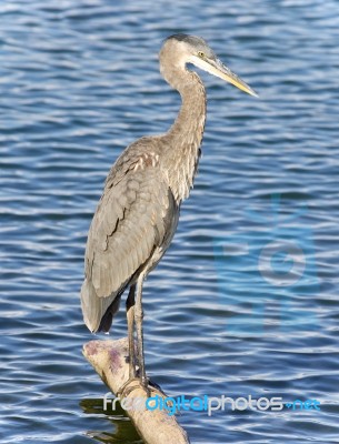 Picture With A Great Blue Heron Cleaning Feathers Stock Photo