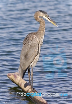 Picture With A Great Blue Heron Cleaning Feathers Stock Photo