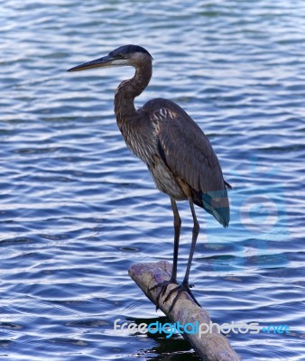 Picture With A Great Blue Heron Standing On A Log Stock Photo