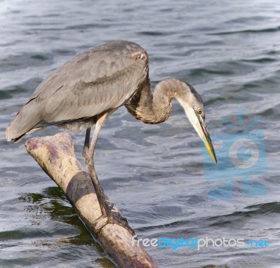 Picture With A Great Blue Heron Standing On A Log Stock Photo