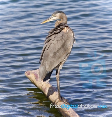 Picture With A Great Blue Heron Standing On A Log Stock Photo