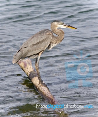 Picture With A Great Blue Heron Standing On A Log Stock Photo