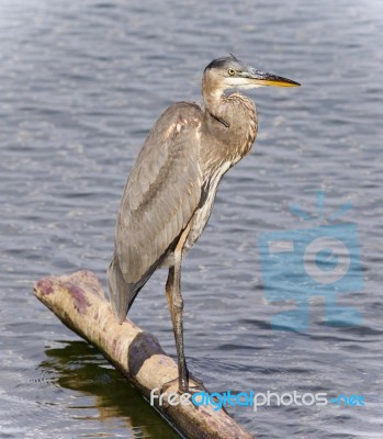 Picture With A Great Blue Heron Standing On A Log Stock Photo