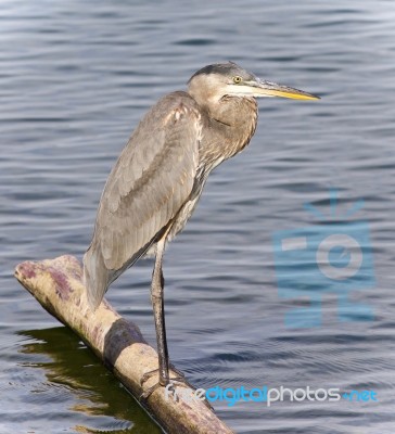 Picture With A Great Blue Heron Standing On A Log Stock Photo