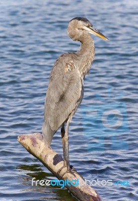 Picture With A Great Blue Heron Standing On A Log Stock Photo