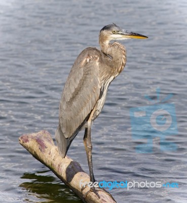 Picture With A Great Blue Heron Standing On A Log Stock Photo