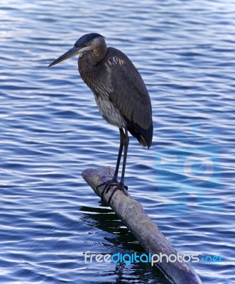 Picture With A Great Blue Heron Standing On A Log Stock Photo