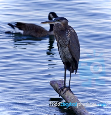 Picture With A Great Blue Heron Watching Somewhere Stock Photo