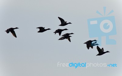 Picture With A Group Of Ducks Flying In The Sky Stock Photo