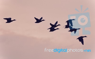 Picture With A Group Of Mallards Flying In The Sky Stock Photo