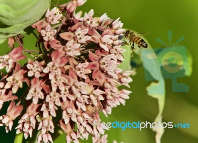 Picture With A Honeybee Flying Near Flowers Stock Photo